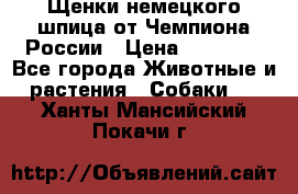 Щенки немецкого шпица от Чемпиона России › Цена ­ 50 000 - Все города Животные и растения » Собаки   . Ханты-Мансийский,Покачи г.